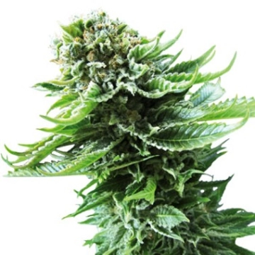 Northern Lights Auto Autoflowering cannabis flower bud by Sensi Seeds