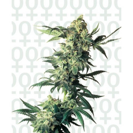 Northern Lights – Sensi Seeds – Feminizowane
