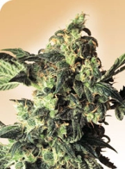 Northern Lights Regular cannabis flower bud by Sensi Seeds