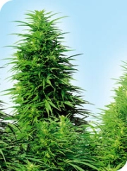 Ruderalis Skunk Regular cannabis flower bud by Sensi Seeds