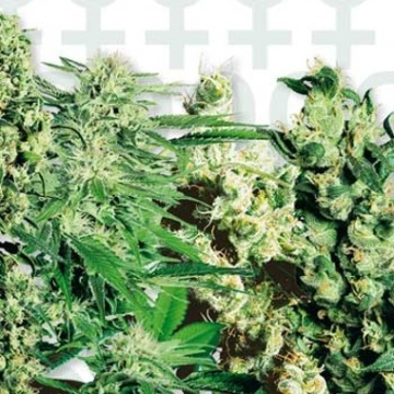 Sensi Feminised Mix Feminized cannabis flower bud by Sensi Seeds