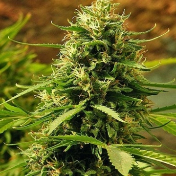 Sensi Jack Herer Regular cannabis flower bud by Sensi Seeds