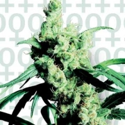 Sensi Silver Haze #9 Feminized cannabis flower bud by Sensi Seeds