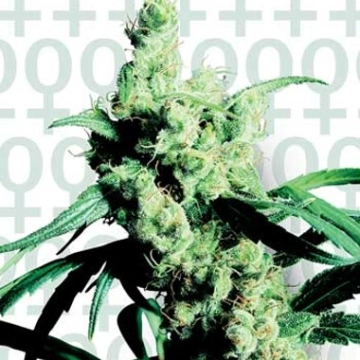 Sensi Silver Haze #9 Feminized cannabis flower bud by Sensi Seeds