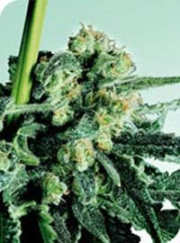 Sensi Skunk Regular cannabis flower bud by Sensi Seeds