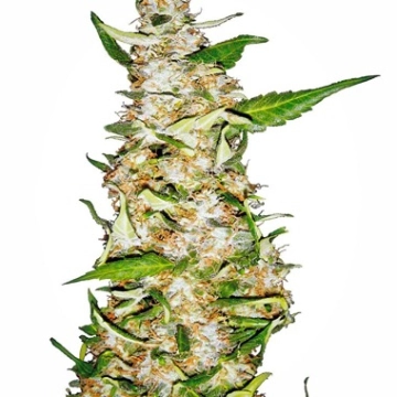 Skunk #1 Auto Autoflowering cannabis flower bud by Sensi Seeds