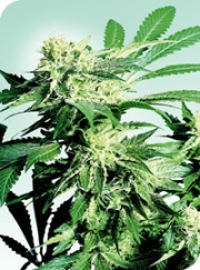 Skunk Kush Regular cannabis flower bud by Sensi Seeds