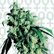 Super Skunk Feminized cannabis flower bud by Sensi Seeds