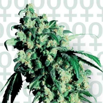 Super Skunk Feminized cannabis flower bud by Sensi Seeds