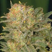 Bubble Gum Feminized cannabis flower bud by Serious Seeds