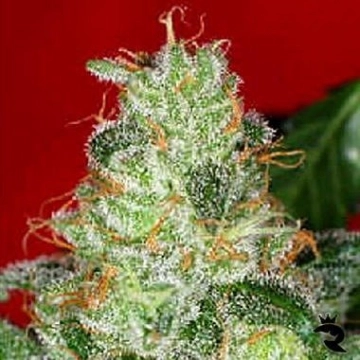 Chronic Regular cannabis flower bud by Serious Seeds