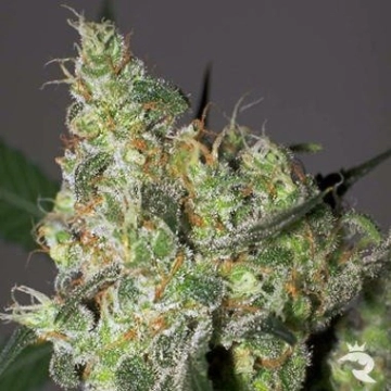 White Russian Regular cannabis flower bud by Serious Seeds
