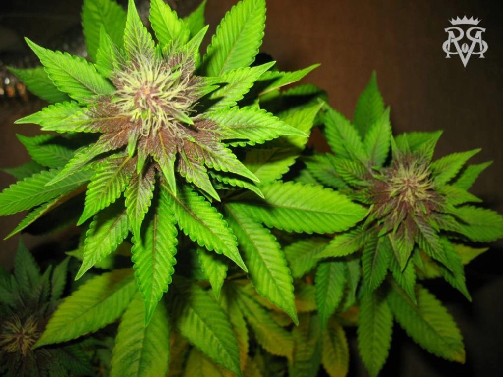 Bizarre – SickMeds Seeds – Regularne