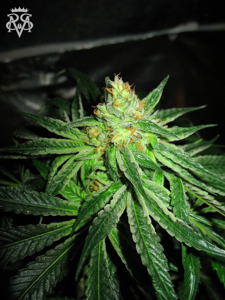Chupacabra – SickMeds Seeds – Feminizowane