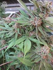 Green Crack – SickMeds Seeds – Feminizowane – Product view 3