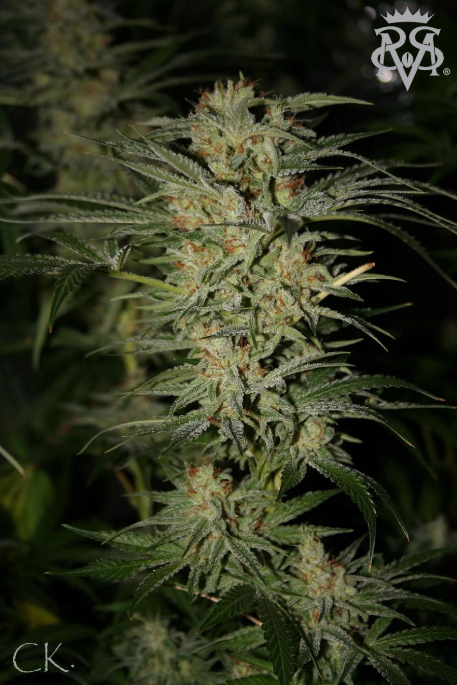 Wonder Kush – SickMeds Seeds – Regularne