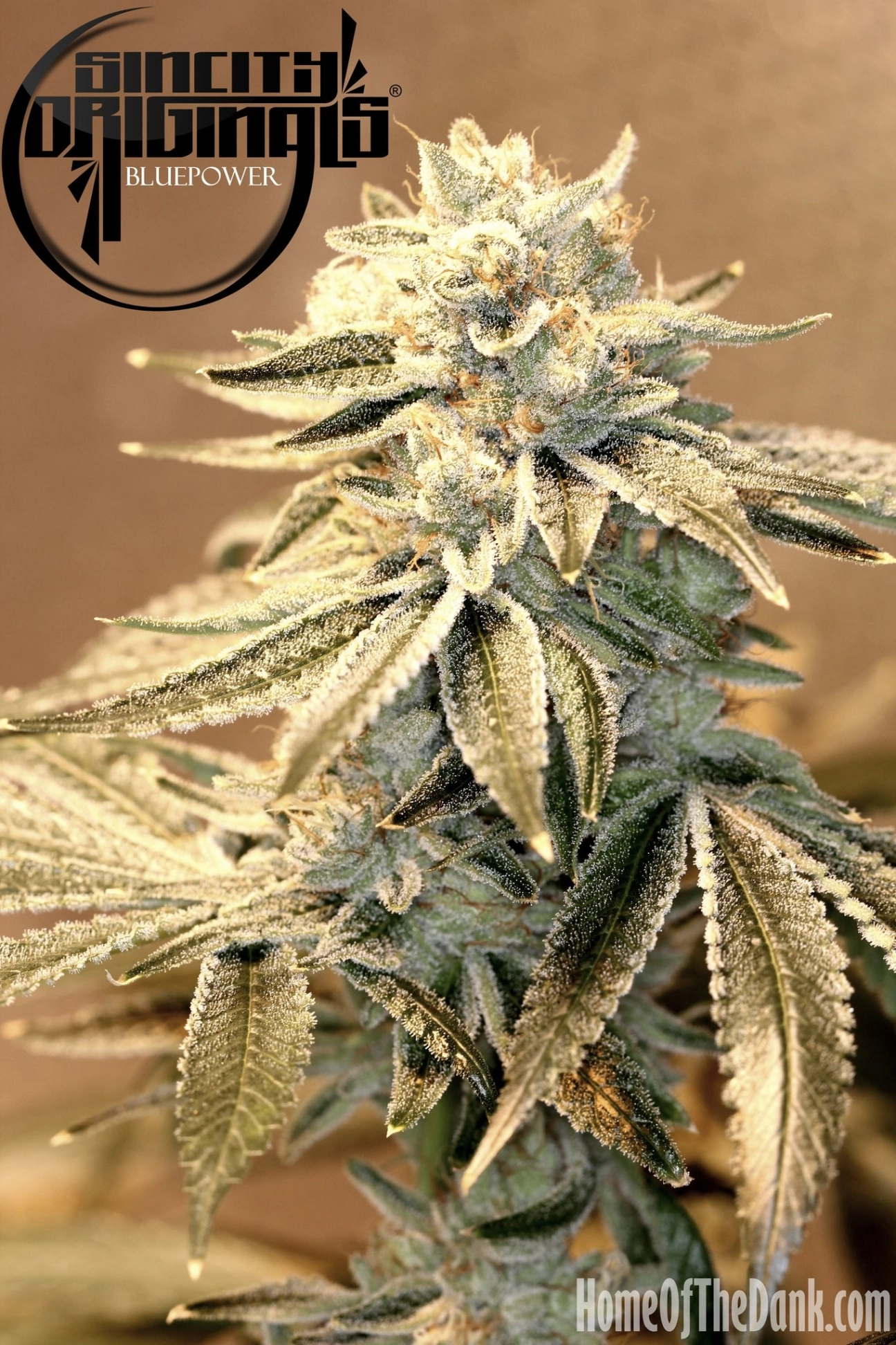Blue Power F2 – Sin City Seeds – Regularne