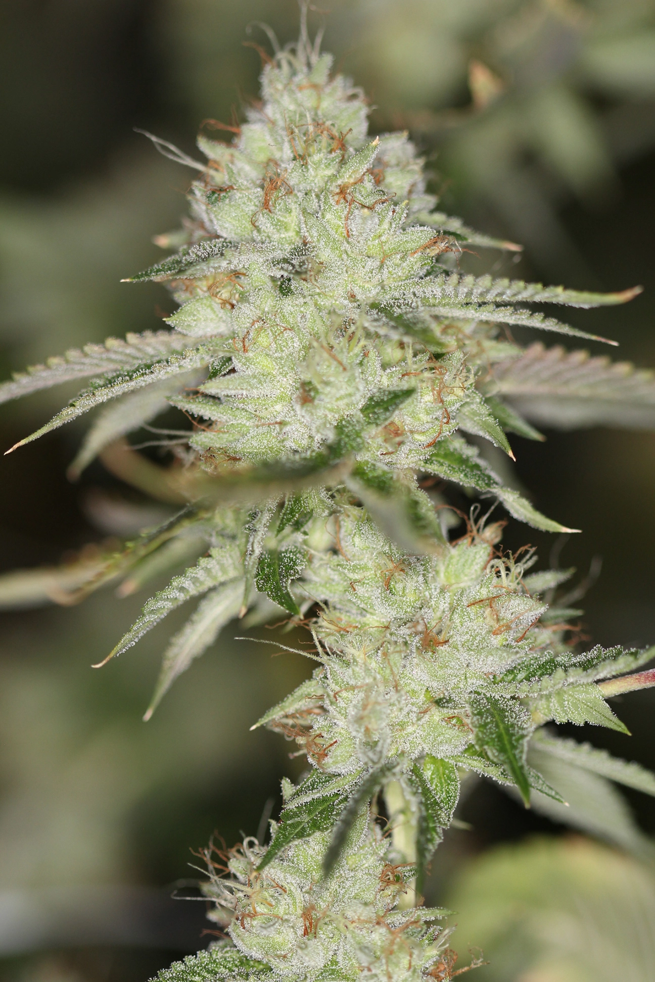 NightFire OG – Sin City Seeds – Regularne