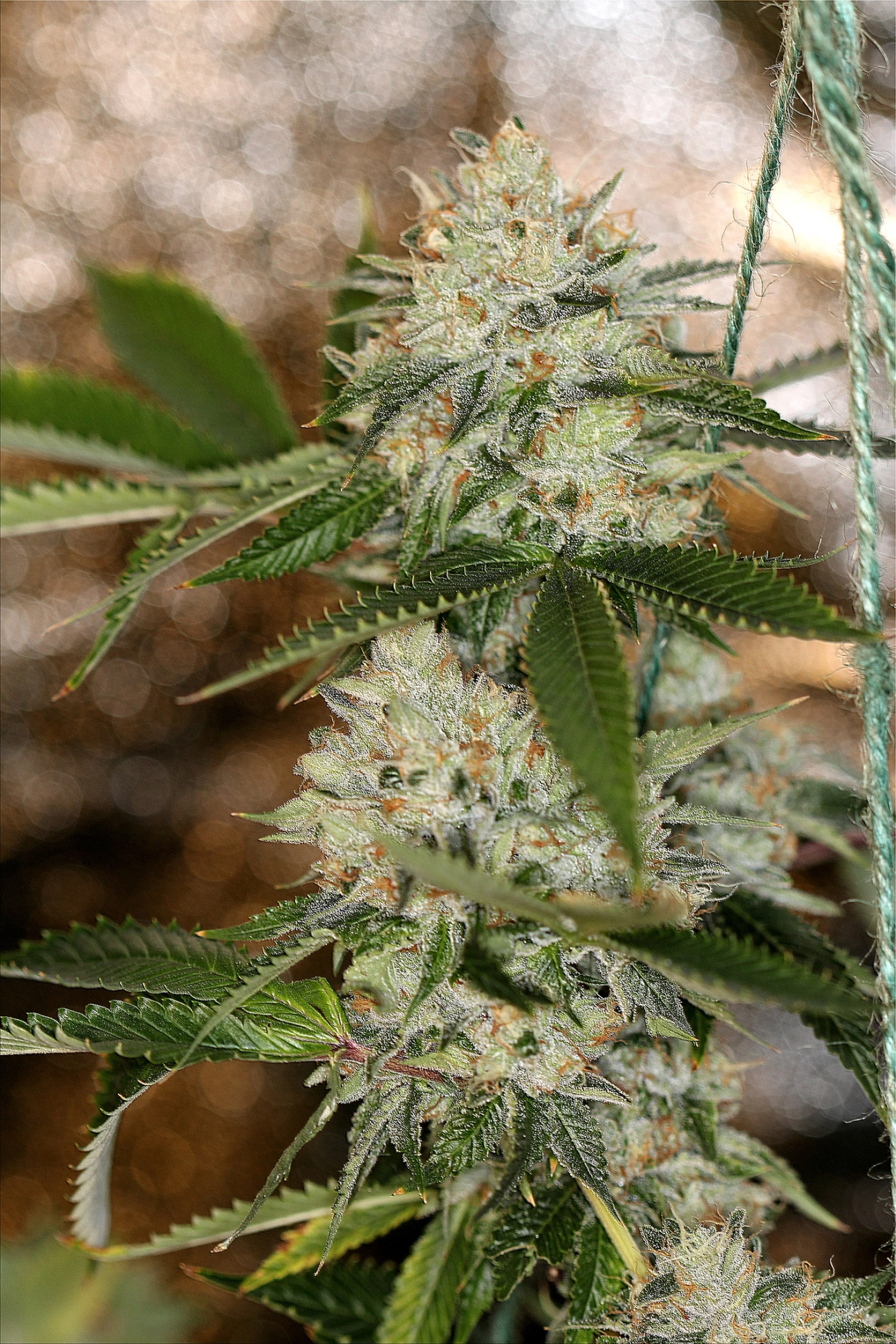 Nightmare OG – Sin City Seeds – Regularne
