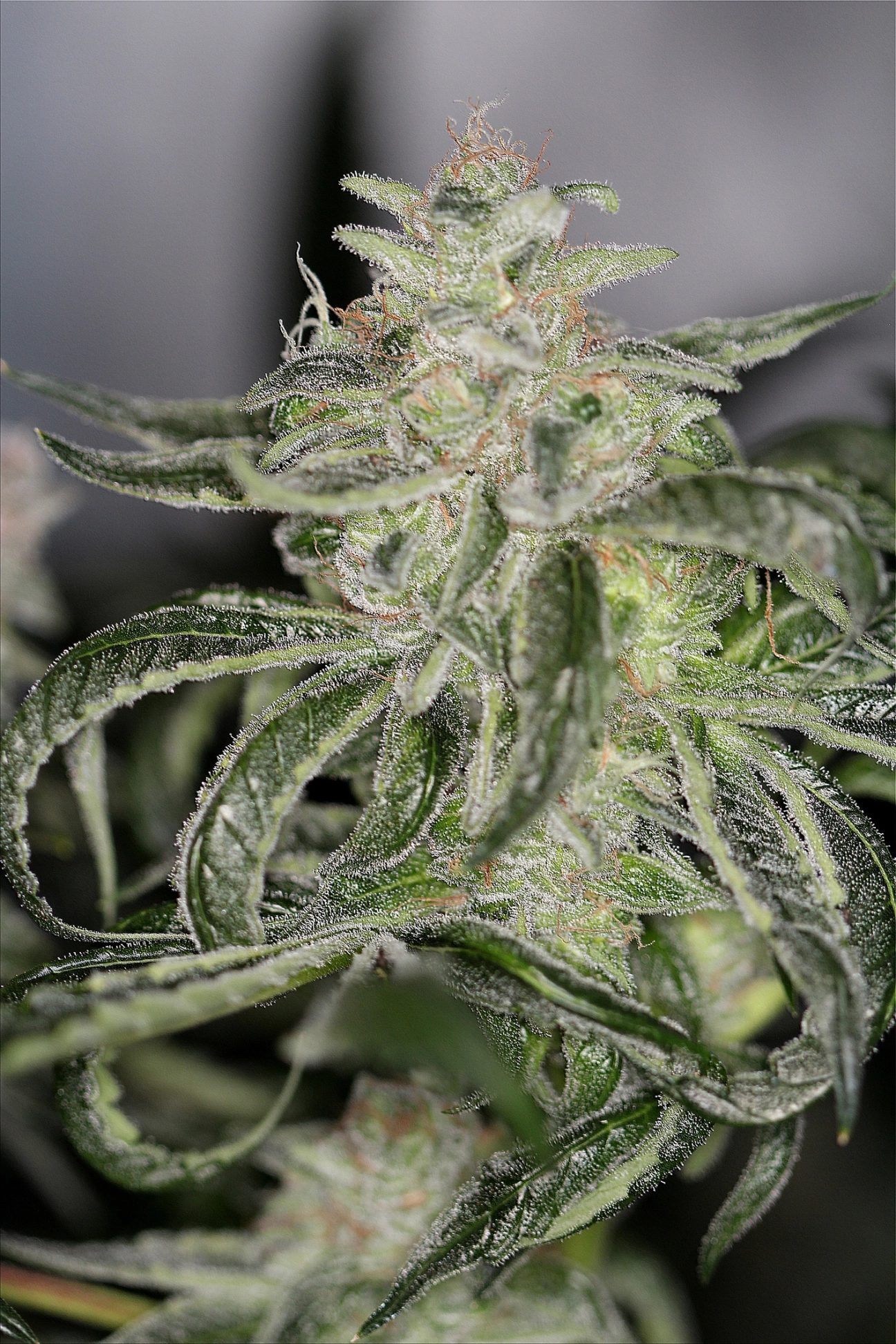 Petroleum Nightmare – Sin City Seeds – Regularne