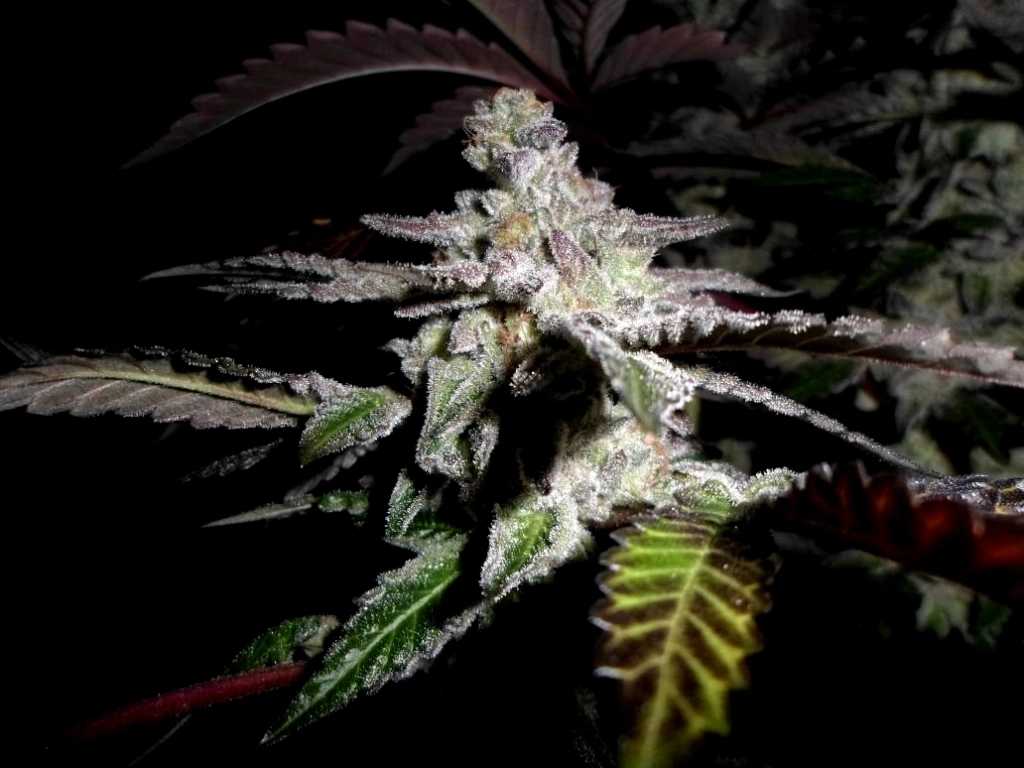 Platinum DeLights – Sin City Seeds – Regularne