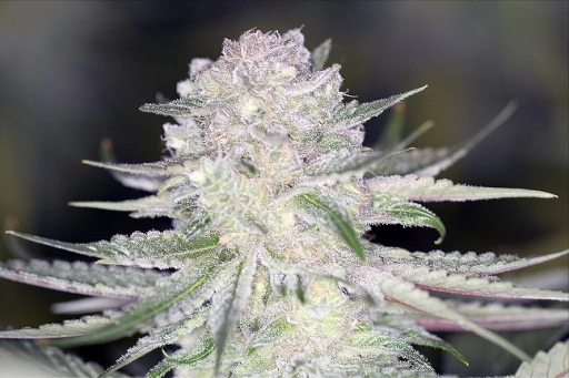 PowerNap – Sin City Seeds – Regularne