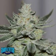 Sins OG Regular cannabis flower bud by Sin City Seeds