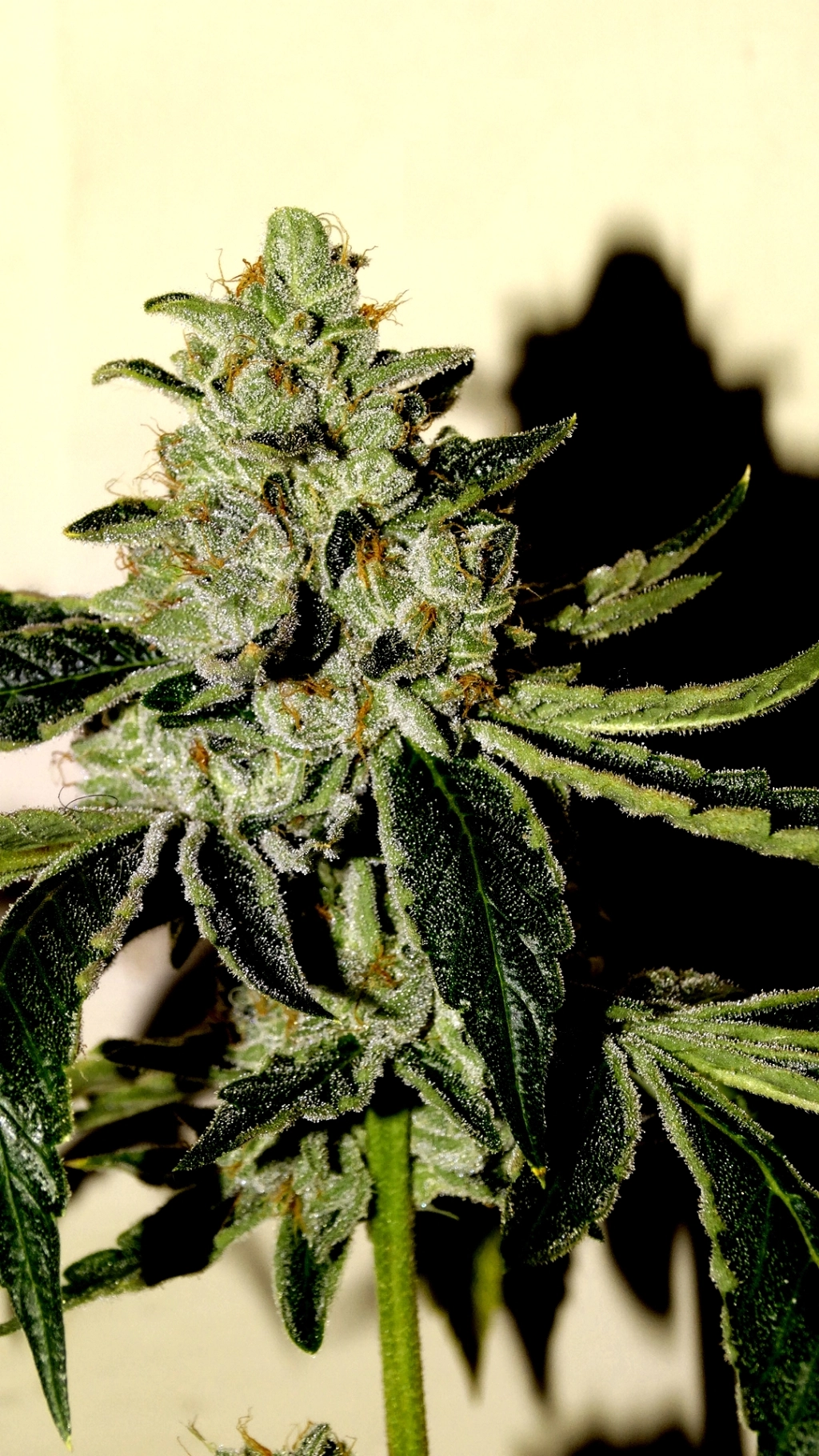 SinValley OG – Sin City Seeds – Regularne