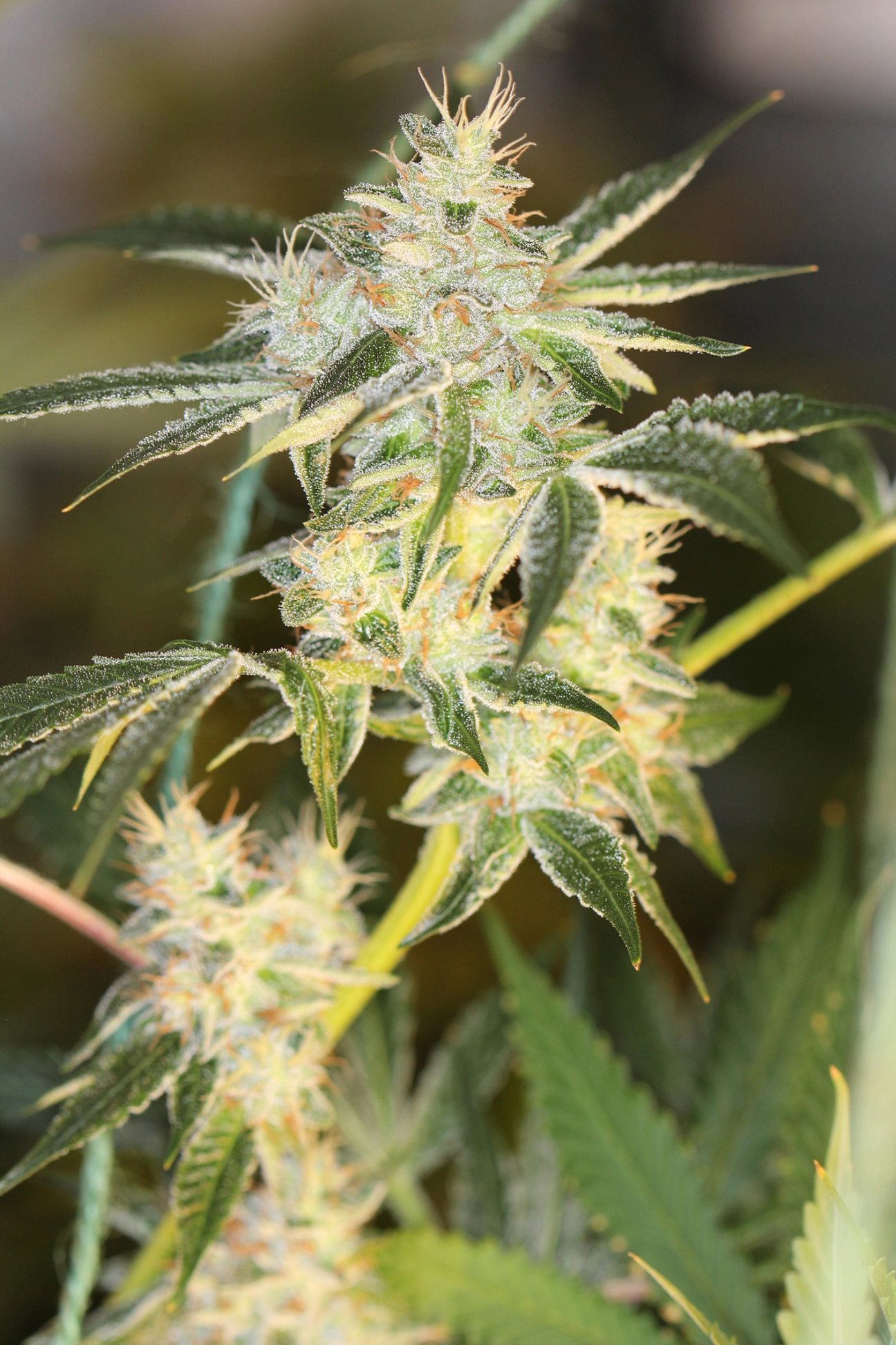 SourNightmare – Sin City Seeds – Regularne