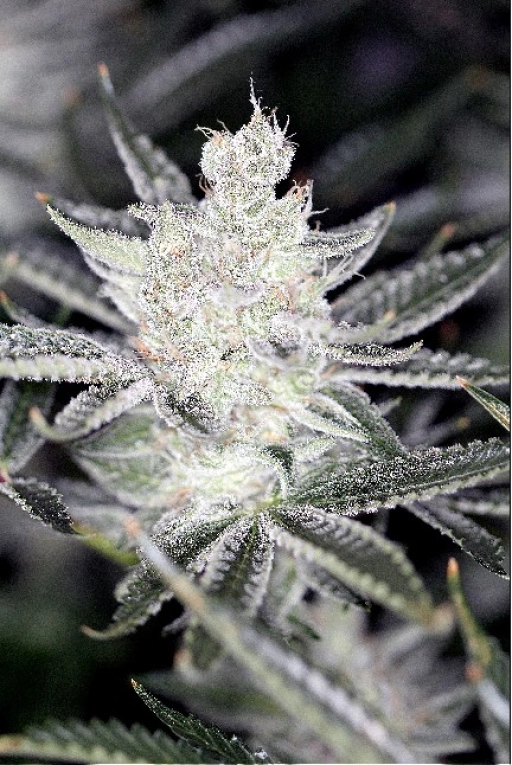 Tangerine Power – Sin City Seeds – Regularne
