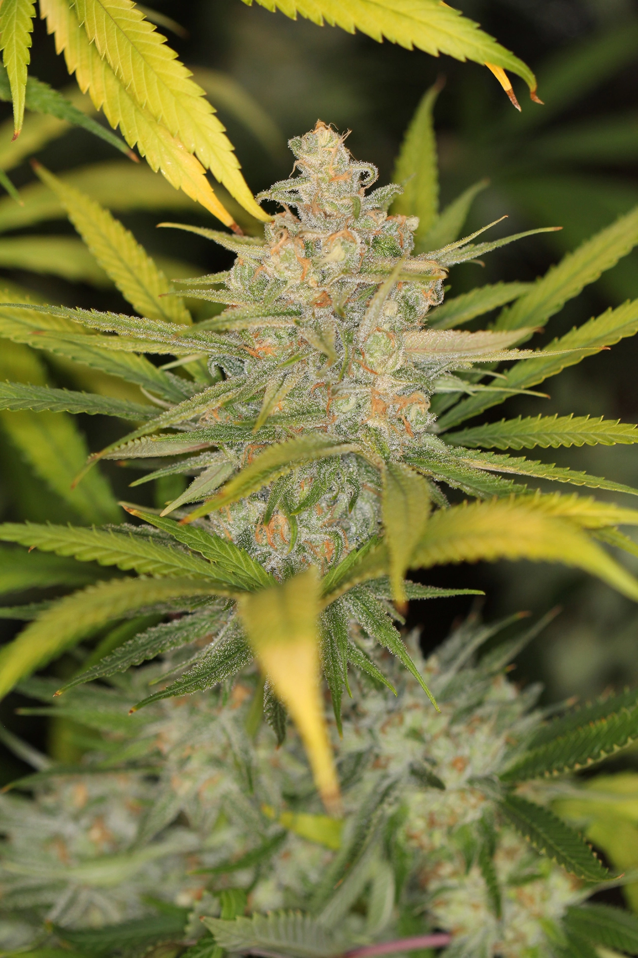 The REM – Sin City Seeds – Regularne