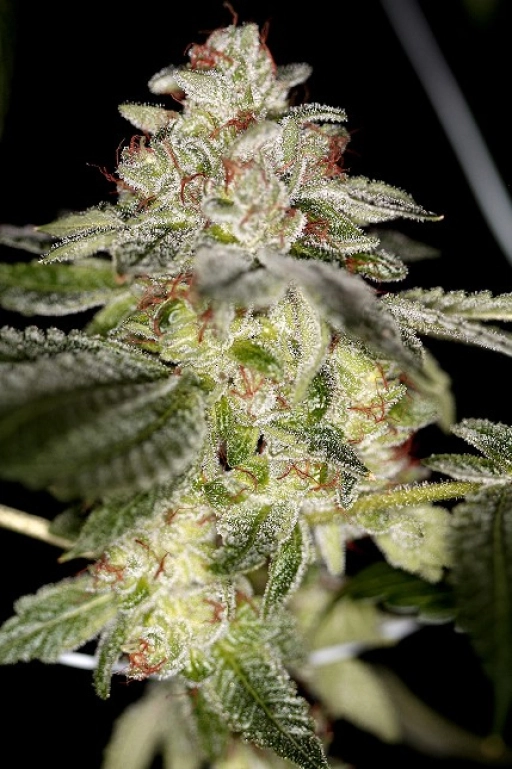 True Power OG – Sin City Seeds – Regularne