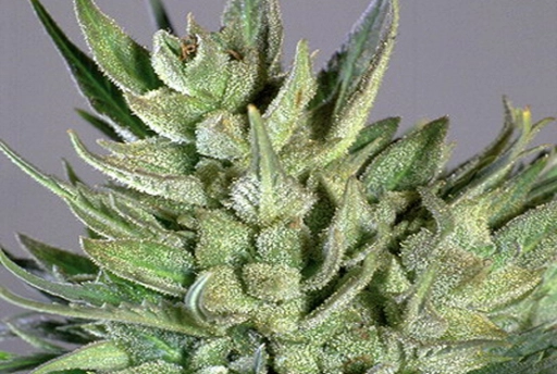 Amnesia Haze – Soma Seeds – Feminizowane