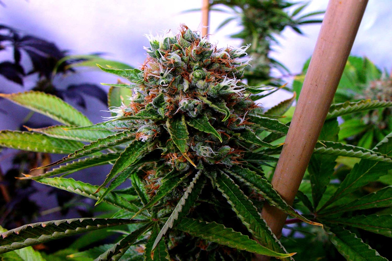 Buddha's Sister – Soma Seeds – Feminizowane