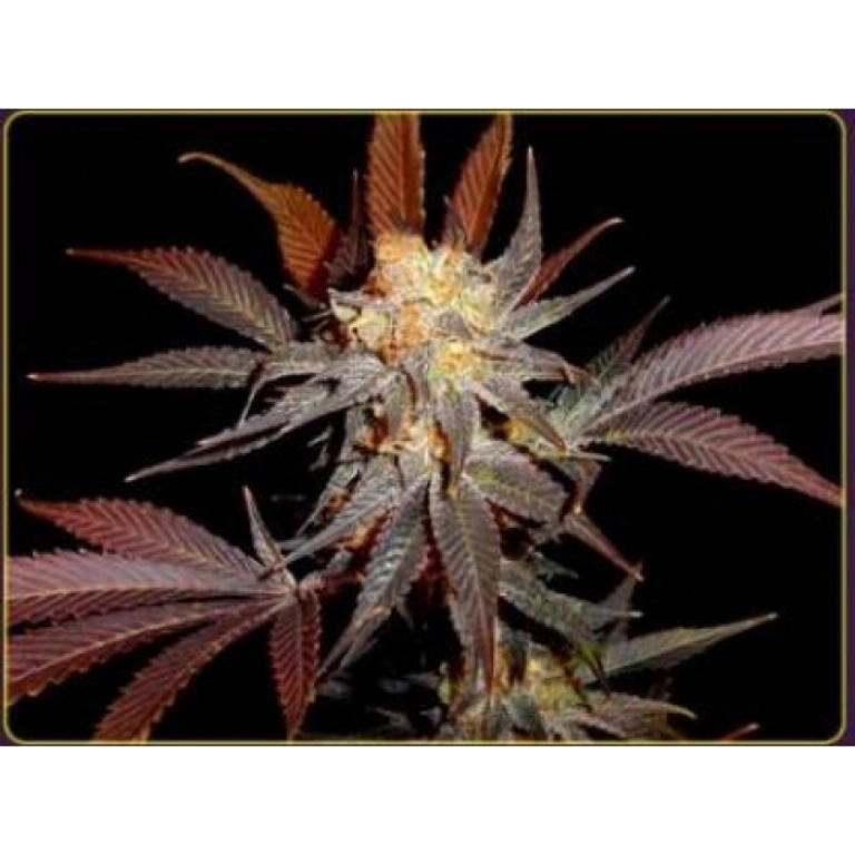 Lavender – Soma Seeds – Feminizowane