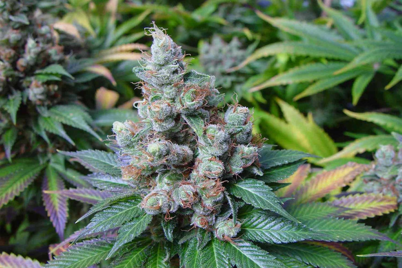 NYC Diesel – Soma Seeds – Feminizowane