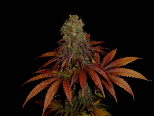 Rock Bud – Soma Seeds – Feminizowane