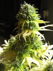 Somango – Soma Seeds – Feminizowane