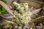 Somango – Soma Seeds – Feminizowane – Product view 2