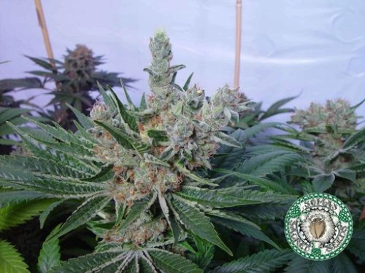 White Willow – Soma Seeds – Feminizowane