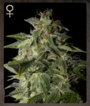 Afgooey Feminized cannabis flower bud by Strain Hunters