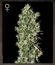 Big Tooth Feminized cannabis flower bud by Strain Hunters