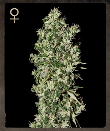 Big Tooth Feminized cannabis flower bud by Strain Hunters