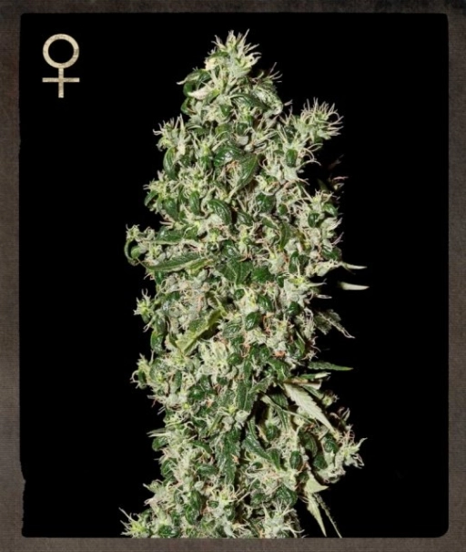 Big Tooth – Strain Hunters – Feminizowane