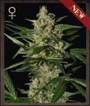 Damnesia Auto Autoflowering cannabis flower bud by Strain Hunters