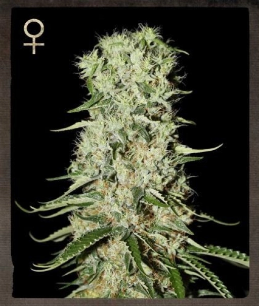 Damnesia – Strain Hunters – Feminizowane