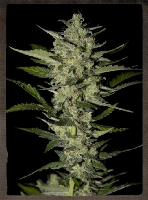 Flowerbomb Kush – Strain Hunters – Feminizowane