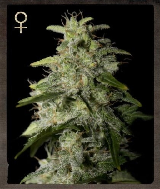 Money Maker – Strain Hunters – Feminizowane