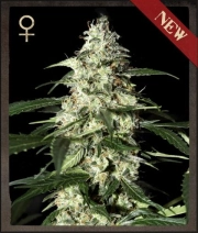 Skunk Auto Autoflowering cannabis flower bud by Strain Hunters