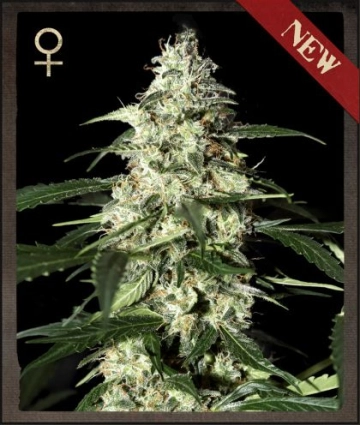 Skunk Auto Autoflowering cannabis flower bud by Strain Hunters